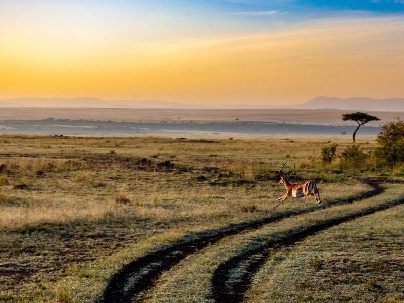 Gap Year Safari