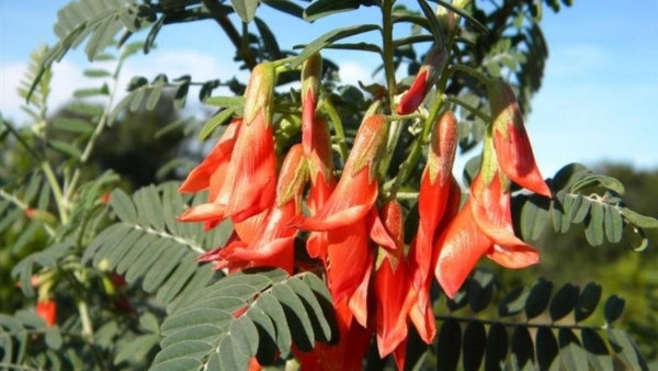 sutherlandia frutescens 1 0 1280x720